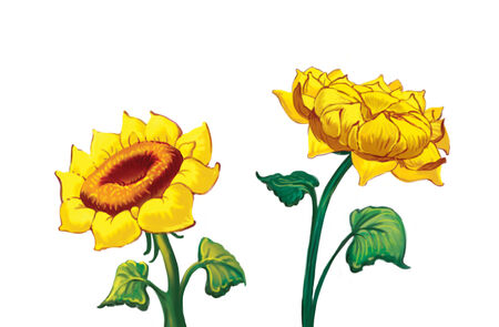 Two Sunflowers, Illustration isolated on white backgroundの写真素材
