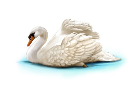 White swan in the water isolated on white backgroundの写真素材