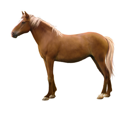 Mixed breed horse standing, illustration isolated on white backgroundの写真素材