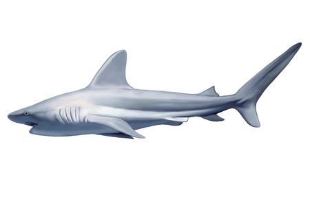 a large grey reef shark showing the mouth and teeth and isolated on white backgroundの写真素材