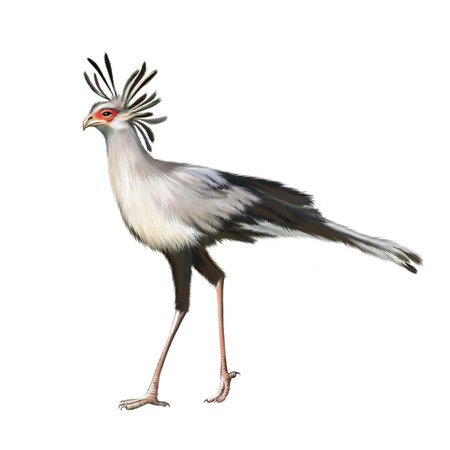 Secretarybird isolated on white backgroundの写真素材