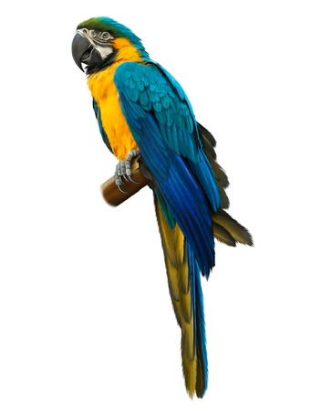 Colorful blue parrot macaw isolated on white backgroundの写真素材