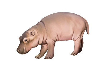 baby hippopotamus. Isolated on whiteの写真素材
