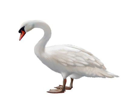 white swan, isolated on white backgroundの写真素材