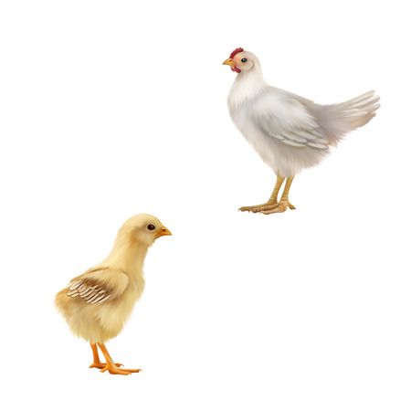 Cute young little chicken and a chick isolated on white backgroundの写真素材