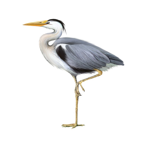 Grey Heron standing, Ardea Cinerea, isolated on whiteの写真素材