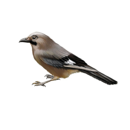Bird sideview illustartion isolated on white backgroundの写真素材
