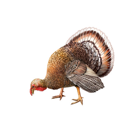 Big beautifulBig beautiful male turkey eating food from the ground, bend down head illustration isolataed on white background male turkey illustration isolataed on white backgroundの写真素材
