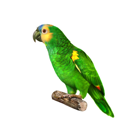 Yellow Naped Amazon Parrotの写真素材