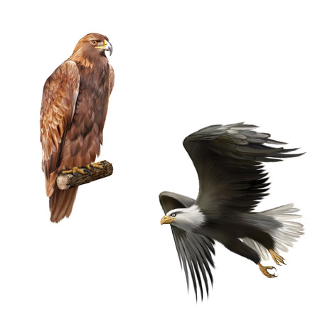 golden eagle (Aquila chrysaetos) orel skalni, merican bald eagle in flight isolated on white...