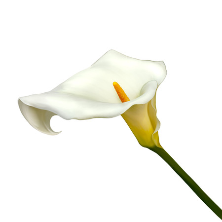 white calla lily isolated on a white backgroundの写真素材