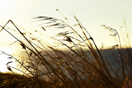 Close up of dry thick grass. Fall background, weeds on the fieldの写真素材