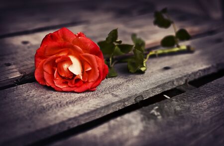 Beautiful red rose on wooden rustic background. Summer floral backgroundの写真素材