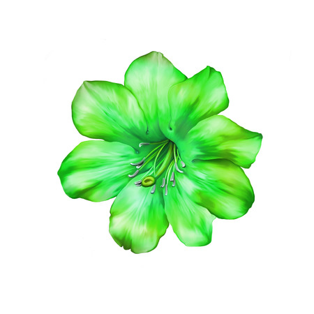 Beautiful bright green Flower. Isolated on white. Illustrationの写真素材