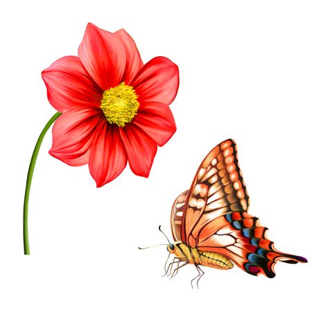 Beautiful red butterfly, illustration of Dahlia flower. Pink flower, Spring flower.Isolated on white background.の写真素材