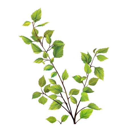 green birch tree leaves, bush branch with fresh leaves isolated on white backgroundの写真素材