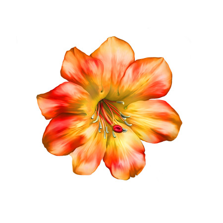 Beautiful bright orange red Flower. Isolated on white. Illustrationの写真素材