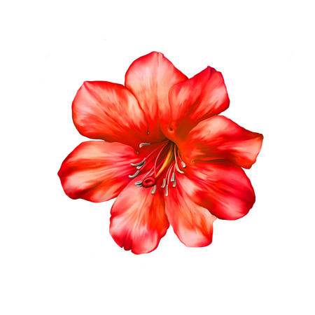 Beautiful bright red Flowerの写真素材