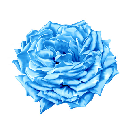 Blue turquoise Rose Flowerの写真素材