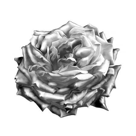 Black and white Rose Flower isolated on white backgroundの写真素材