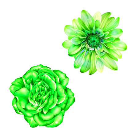 Green Rose Flower, Bright Mona Lisa flowerの写真素材