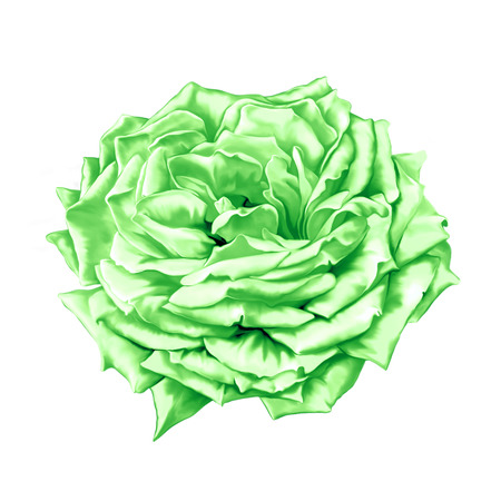 Green big Rose Flowerの写真素材