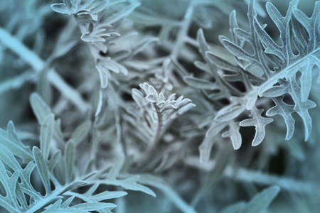 Top view of dusty miller plantの写真素材