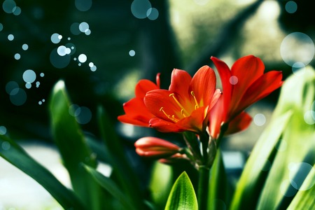 Red Lily Clivia flowers, nature background