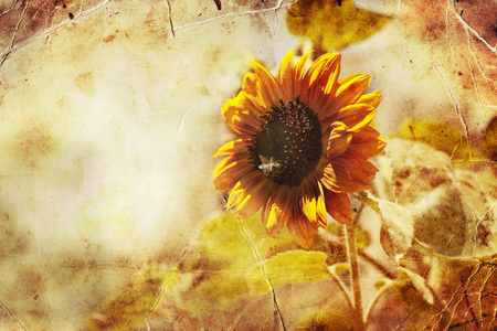 landscape with sunflower, bright sun lightsの写真素材