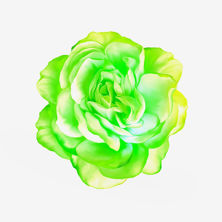 Green big Rose Flowerの写真素材