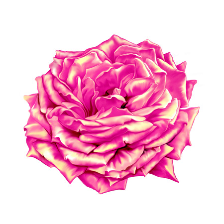 Pink Red Rose Flowerの写真素材