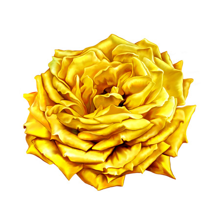 Rose Flower isolated on whiteの写真素材