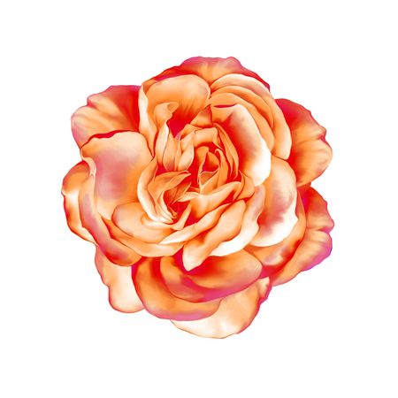 red rose flower isolated on white backgroundの写真素材