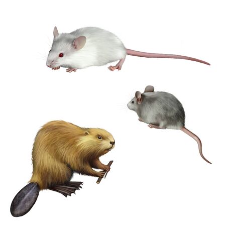 Cute gray and white mouse, Beaver holdingの写真素材