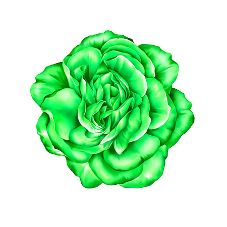 Green big Rose Flowerの写真素材