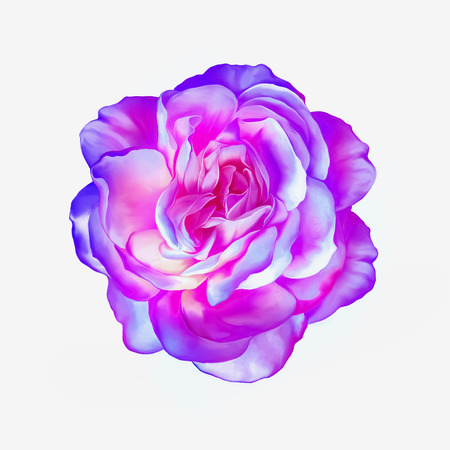 Pink purple rose flower isolated on whiteの写真素材