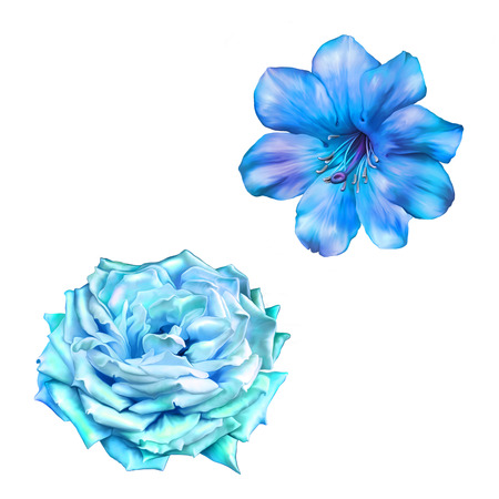 Blue turquoise Rose Flowerの写真素材