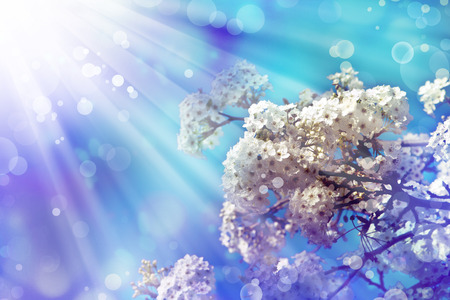 Beautiful cherry tree flowers, Pink bloom, spring flowers background, Spring Cherry blossomsの写真素材