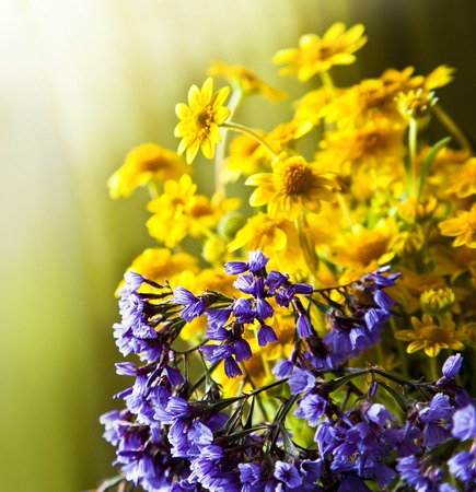 Beautiful flower background with yellow chamomile, yellow, wedding card, summer flowers, colorful backgroundの写真素材