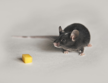 Cute black and white mouse sitting on whiteの写真素材