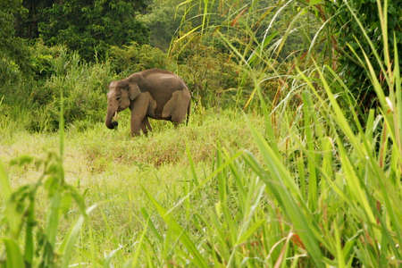 Elephant wild of Thailandの写真素材
