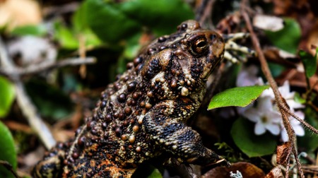 Old Toad