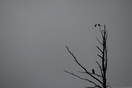 Silhouette of birds on a dead tree branch in the fogの写真素材