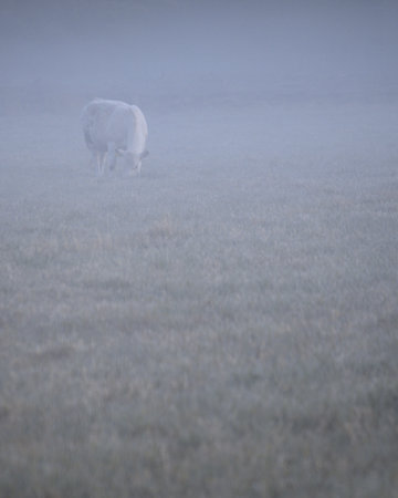 Sheep grazing on a foggy meadow in the early morningの写真素材