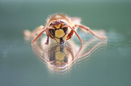 Hornet Faceoffの写真素材