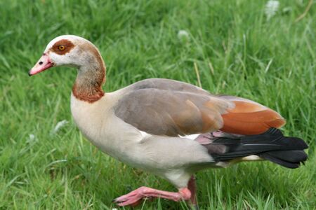 Egyptian Sand Dance( Egyptian Goose)の写真素材