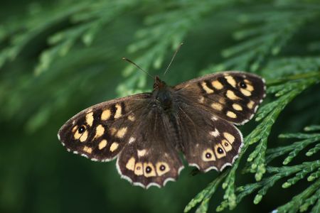 Brown Meadowの写真素材