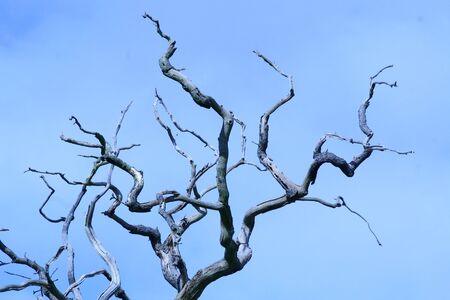 Blue Lighteningの写真素材