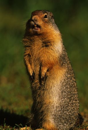 Columbian Ground Squirrel