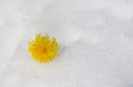 Early Dandelionの写真素材